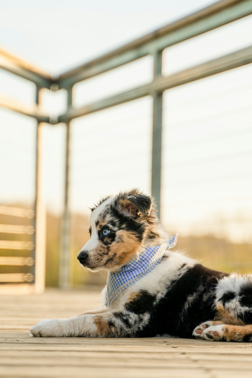 blanc, noir et brun, chien à poil long