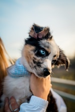 A small, fluffy puppy with striking blue eyes is being held gently. The dog has a distinctive black and white coat with tan markings and wears a blue and white checkered bandana. The image is softly lit, suggesting an outdoor setting, possibly during a sunset.