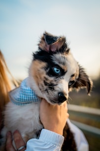 A small, fluffy puppy with striking blue eyes is being held gently. The dog has a distinctive black and white coat with tan markings and wears a blue and white checkered bandana. The image is softly lit, suggesting an outdoor setting, possibly during a sunset.