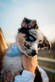 A small, fluffy puppy with striking blue eyes is being held gently. The dog has a distinctive black and white coat with tan markings and wears a blue and white checkered bandana. The image is softly lit, suggesting an outdoor setting, possibly during a sunset.
