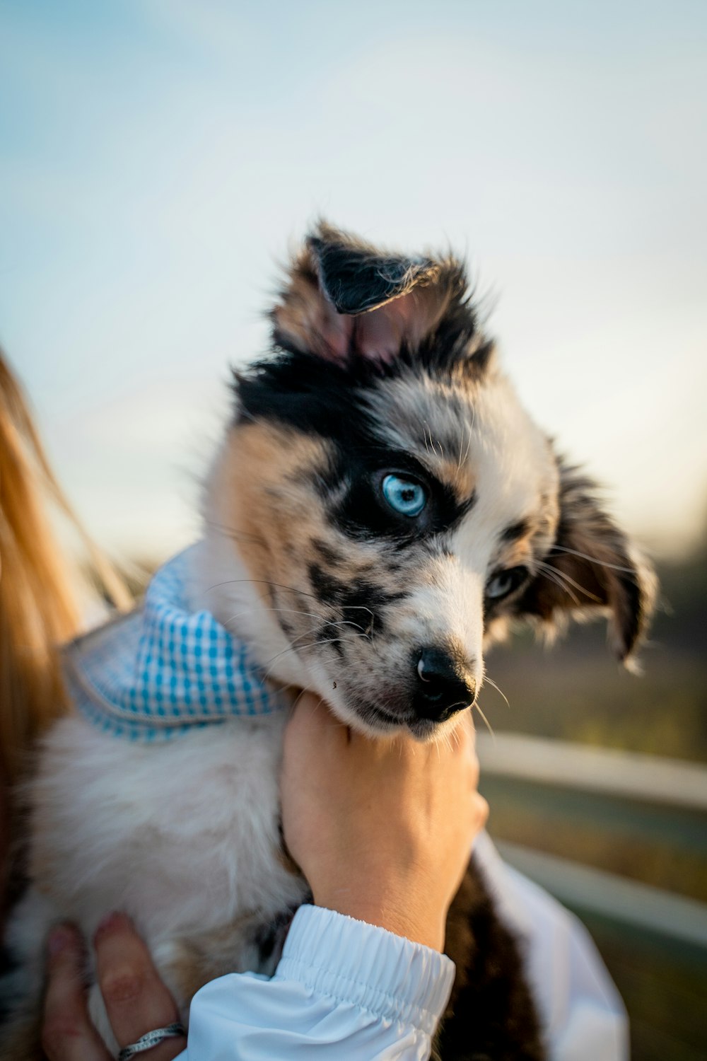 white and black short coated dog