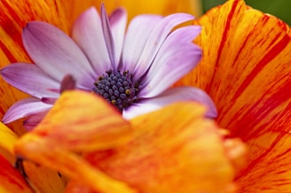 orange and white flower in macro photography