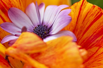orange and white flower in macro photography