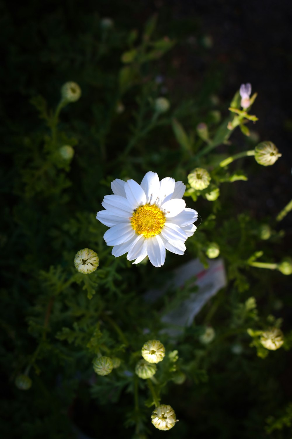 昼間に咲く白と紫の花