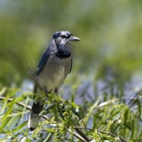 A blue jay perches on a leafy branch surrounded by soft, green foliage. Its feathers are a mix of vivid blue, white, and black, with distinctive markings. The background is blurred, creating a bokeh effect that emphasizes the bird.