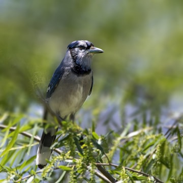 A blue jay perches on a leafy branch surrounded by soft, green foliage. Its feathers are a mix of vivid blue, white, and black, with distinctive markings. The background is blurred, creating a bokeh effect that emphasizes the bird.