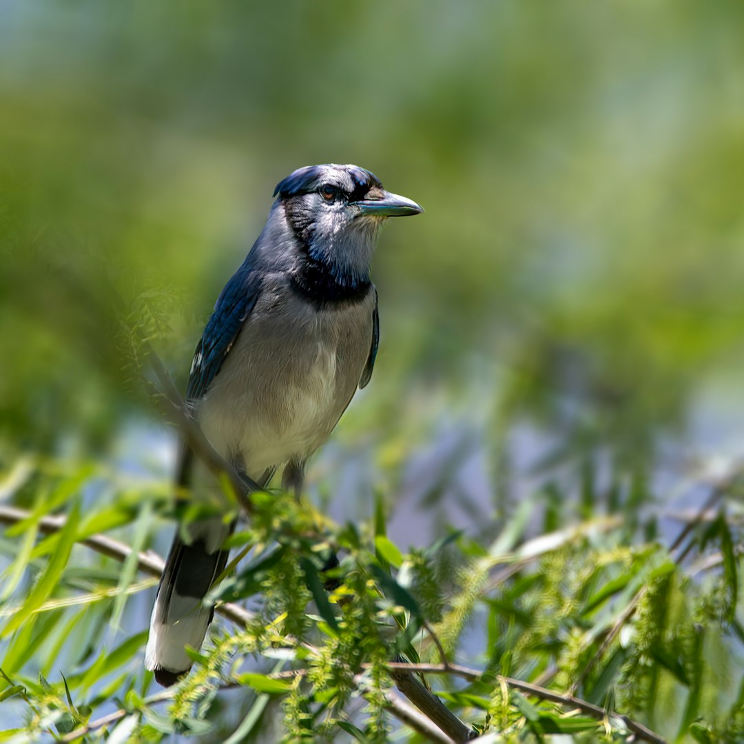 blue and white bird on green plant