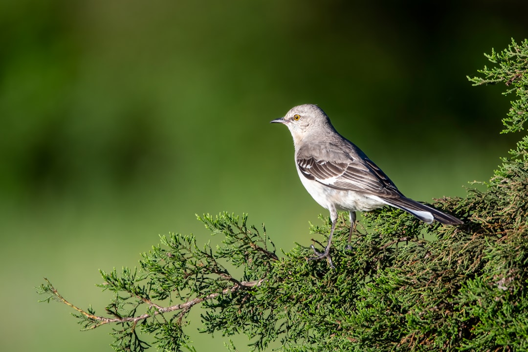 gray and white bird on green plant