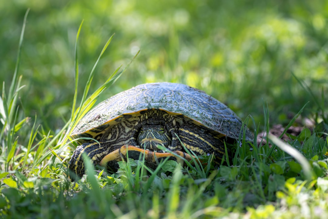 black and brown turtle on green grass during daytime