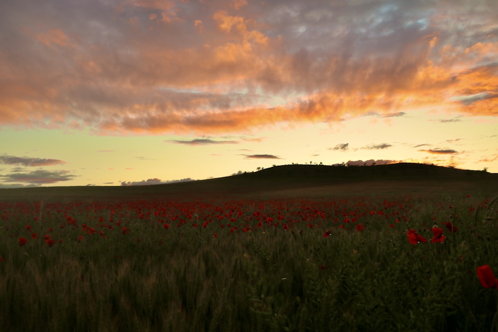 Campo de hierba verde durante la puesta de sol