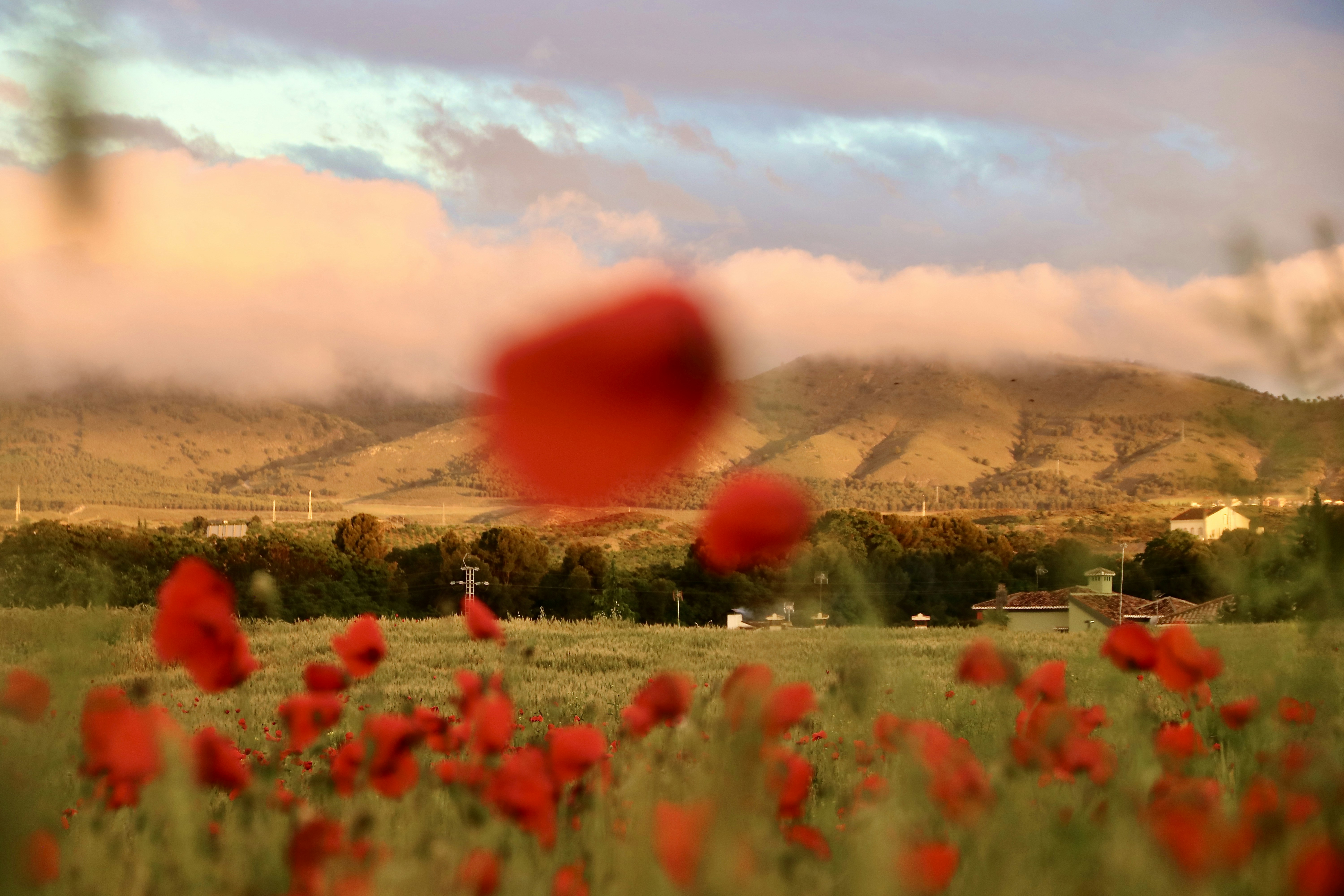 Atardecer con arcoiris en campo de amapolas en el suspiro del moro. Villa de Otura, Granada - SPAIN