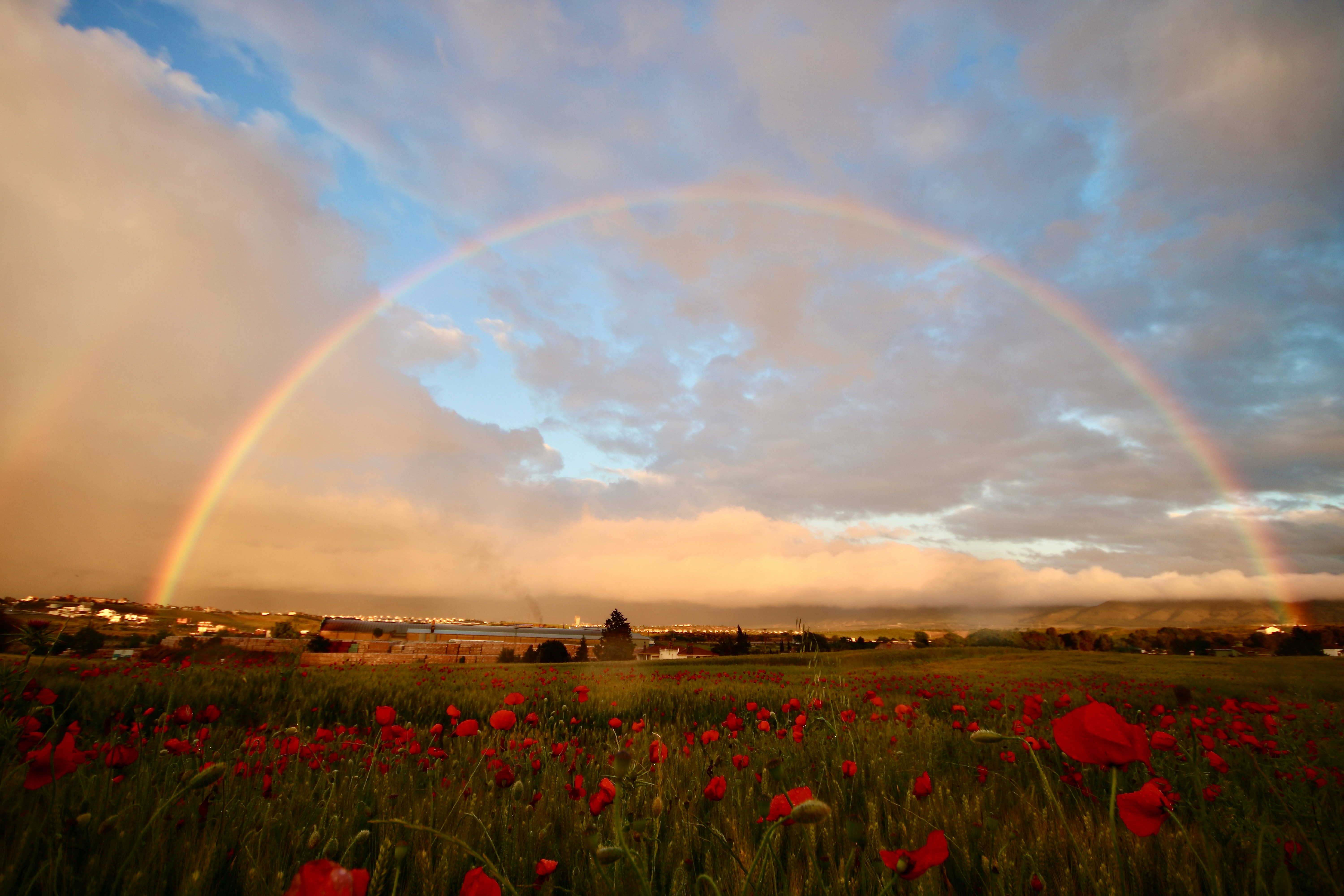Atardecer con arcoiris en campo de amapolas en el suspiro del moro. Villa de Otura, Granada - SPAIN