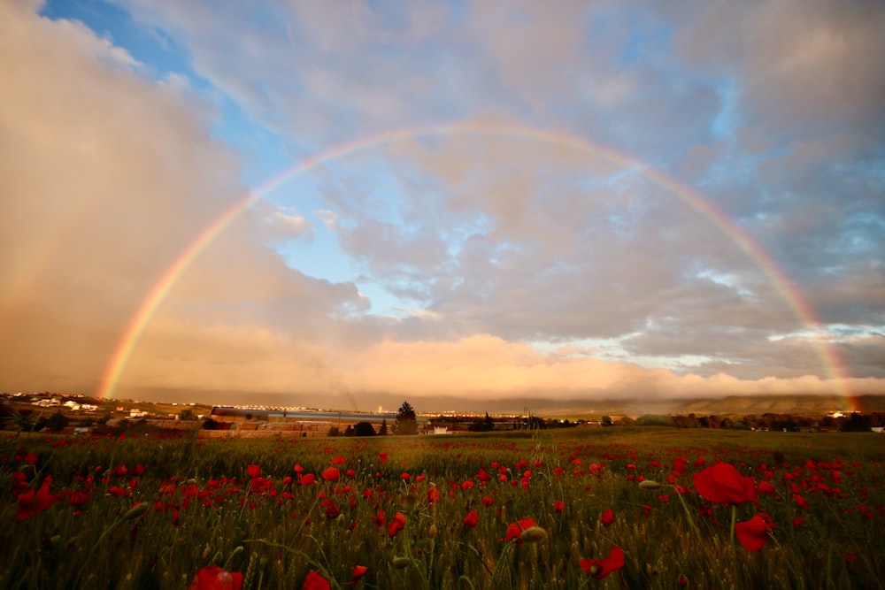 Grünes Grasfeld unter Regenbogen