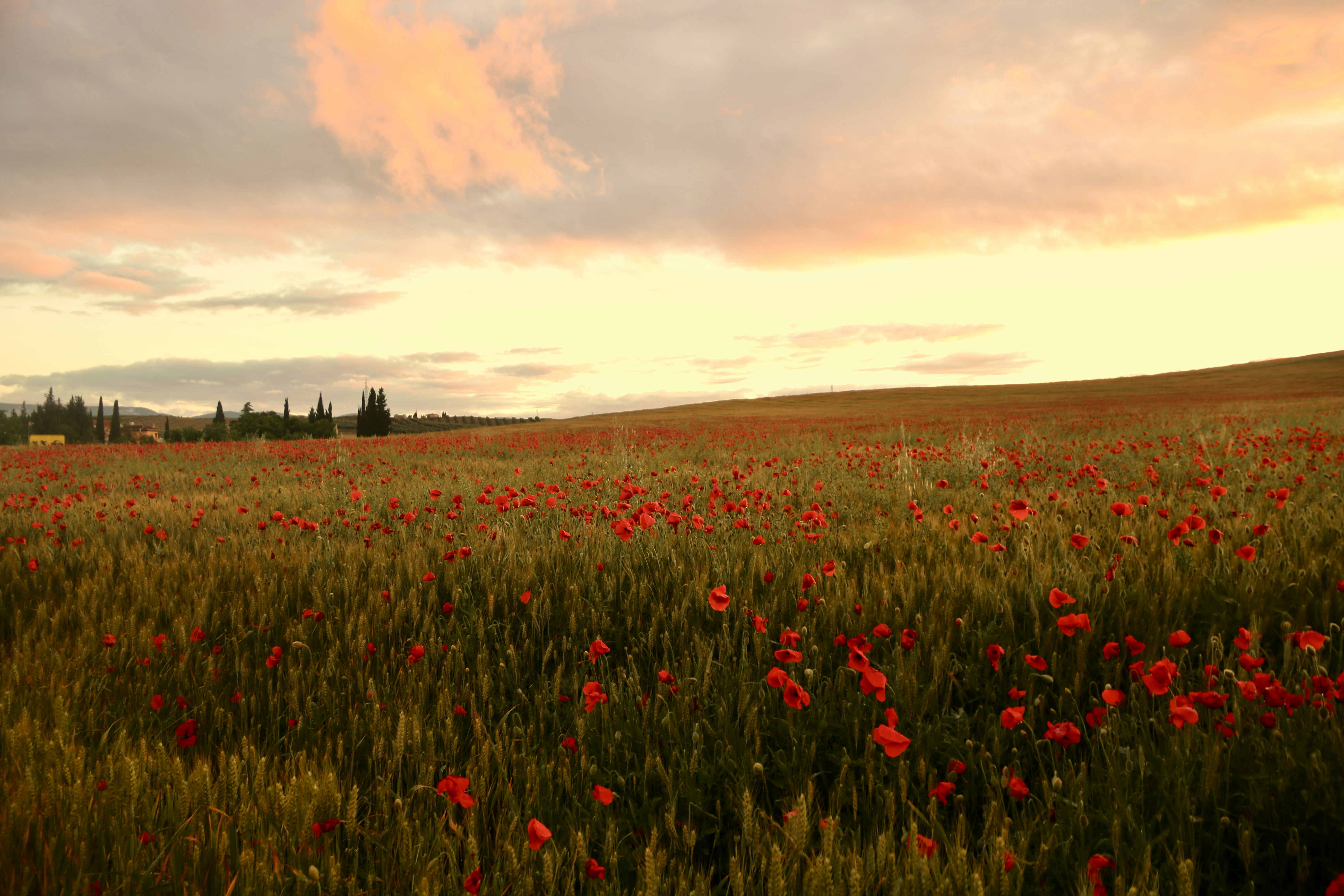 Campo de flores rojas durante la puesta del sol foto – Imagen de