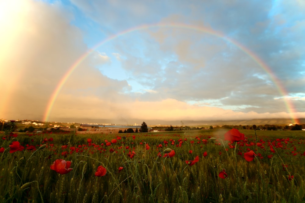flores vermelhas sob o arco-íris e céu nublado durante o dia