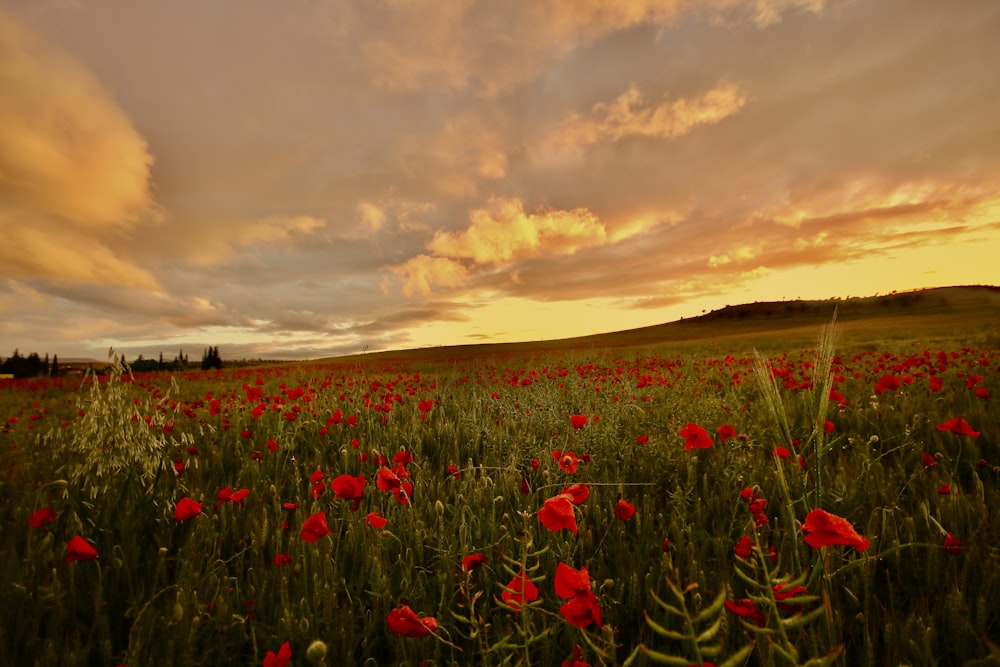 red flower field under cloudy sky during sunset