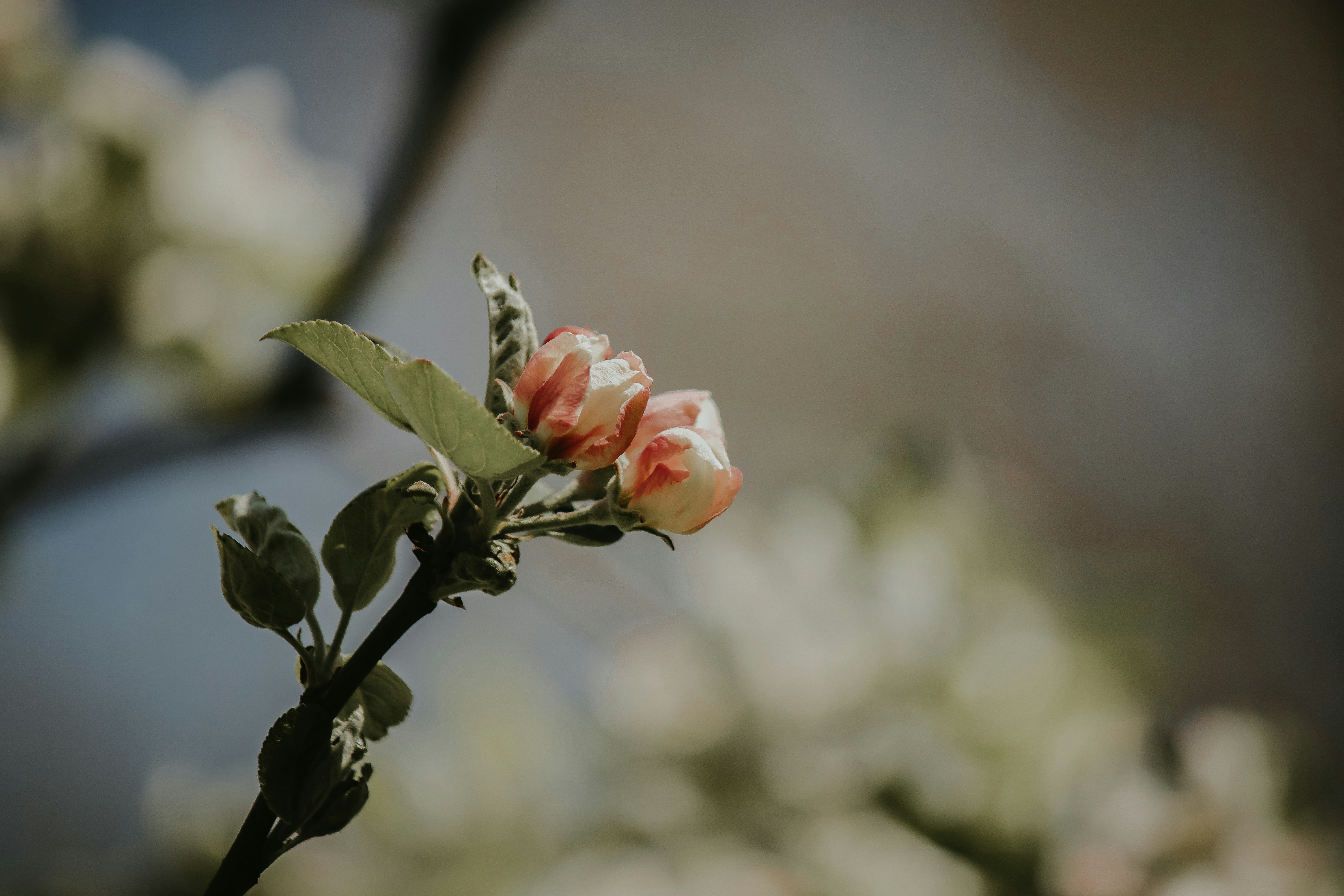 Photo by elisamoldovan