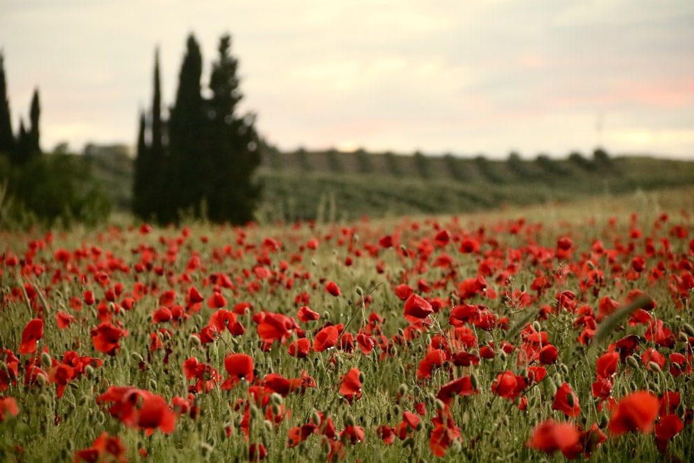 campo de flores vermelhas durante o dia