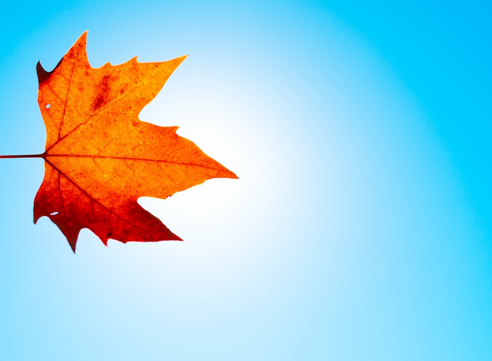 brown maple leaf on white surface