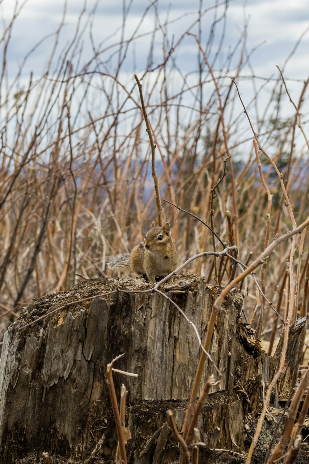 brown and white bird on brown wooden log during daytime