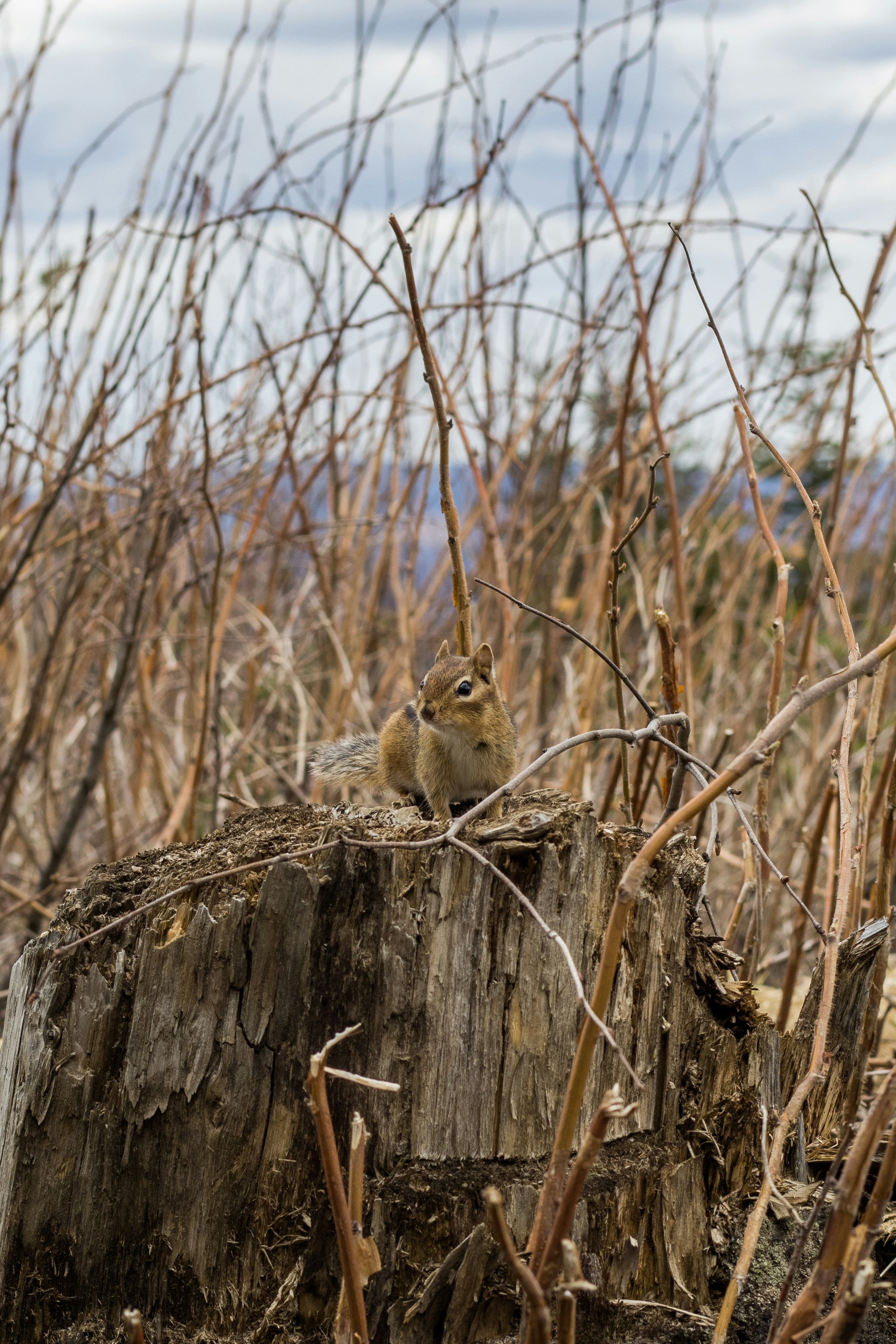 Small curious squirrel on top of a mountain