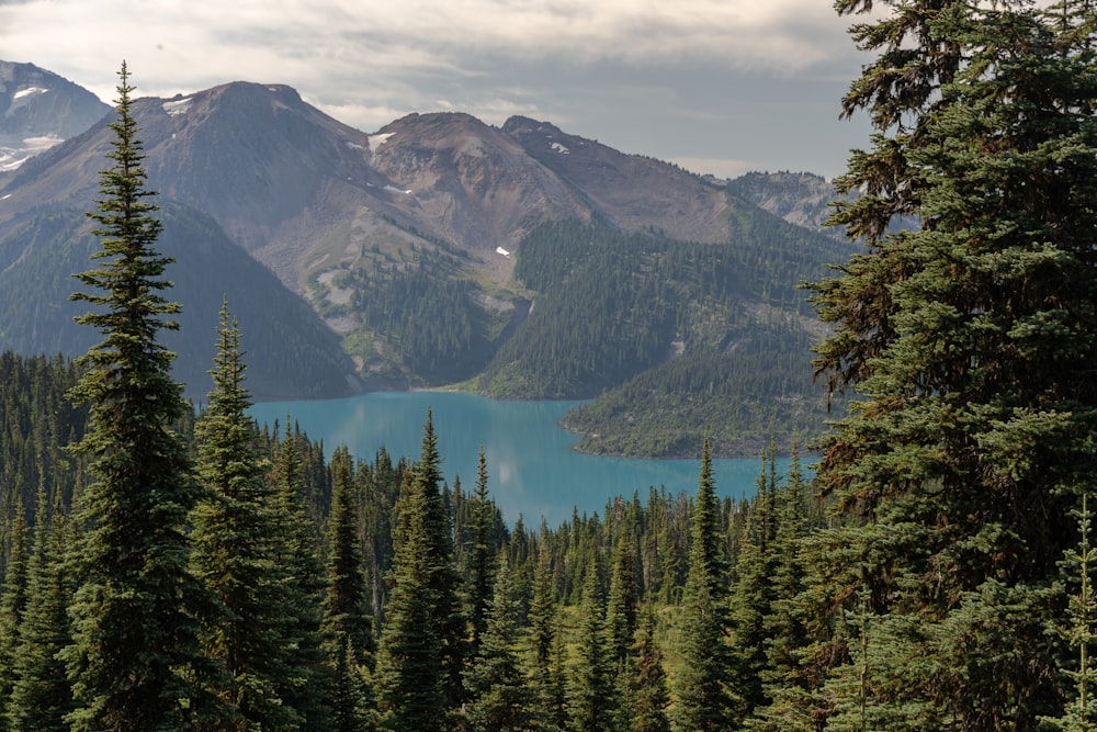 green pine trees near lake under white clouds and blue sky during daytime