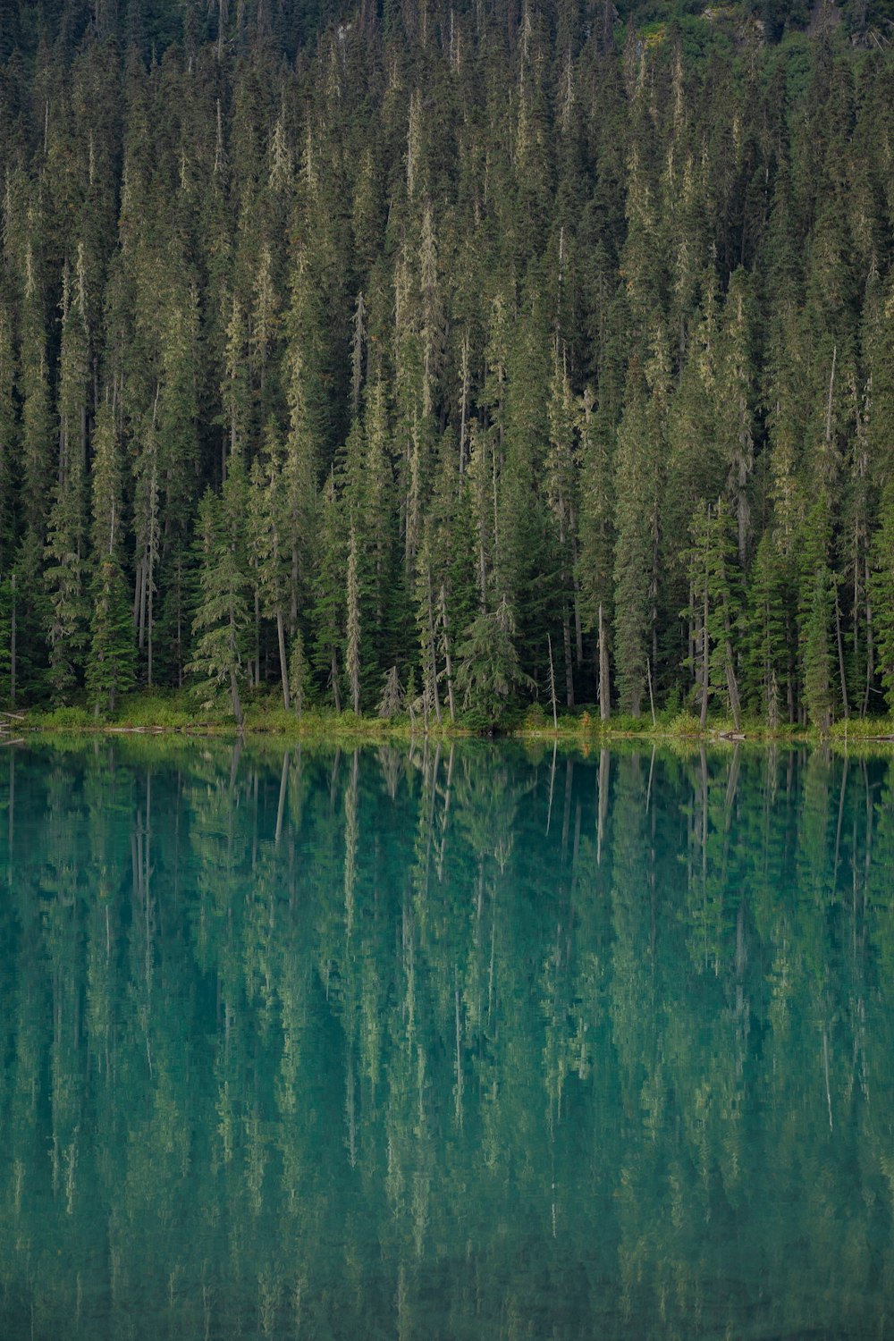 pinos verdes junto al cuerpo de agua durante el día