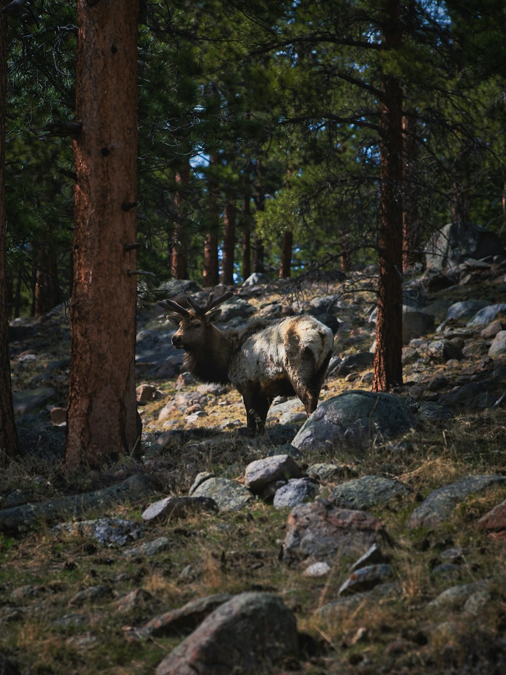 Oso pardo en suelo rocoso durante el día