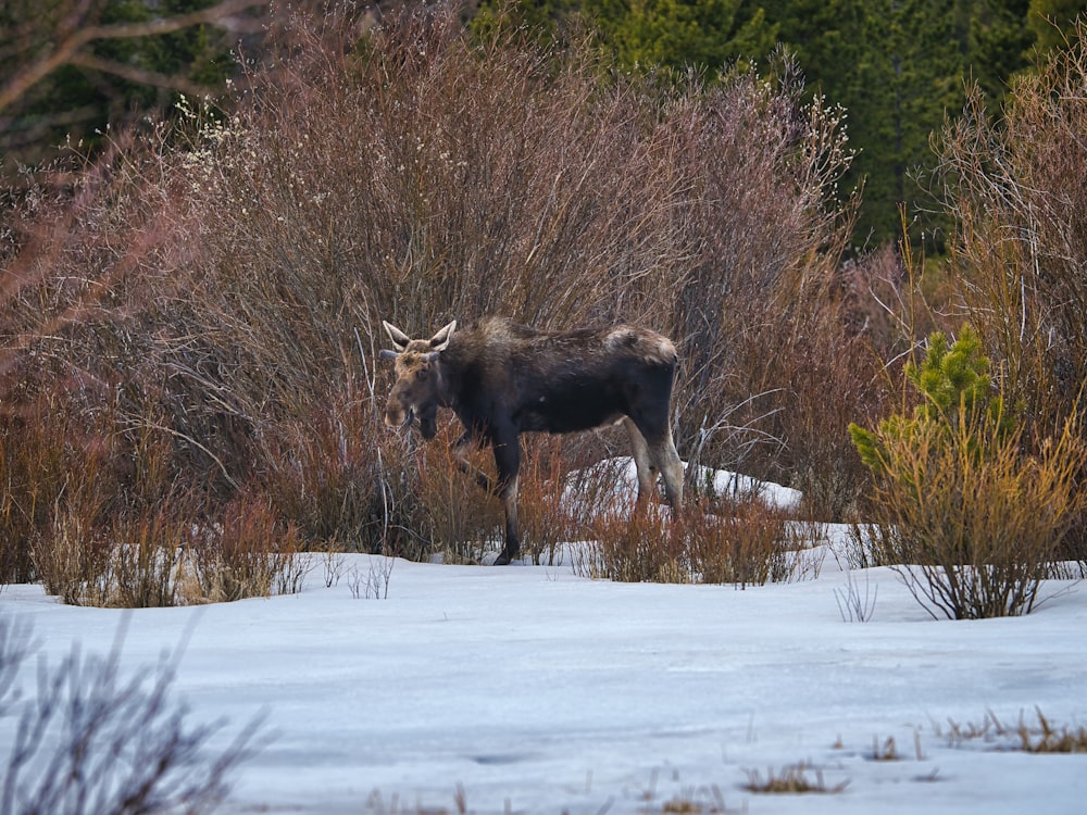 black animal on snow covered ground during daytime