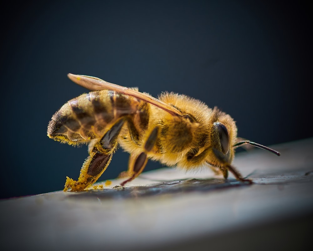 yellow and black bee on black surface