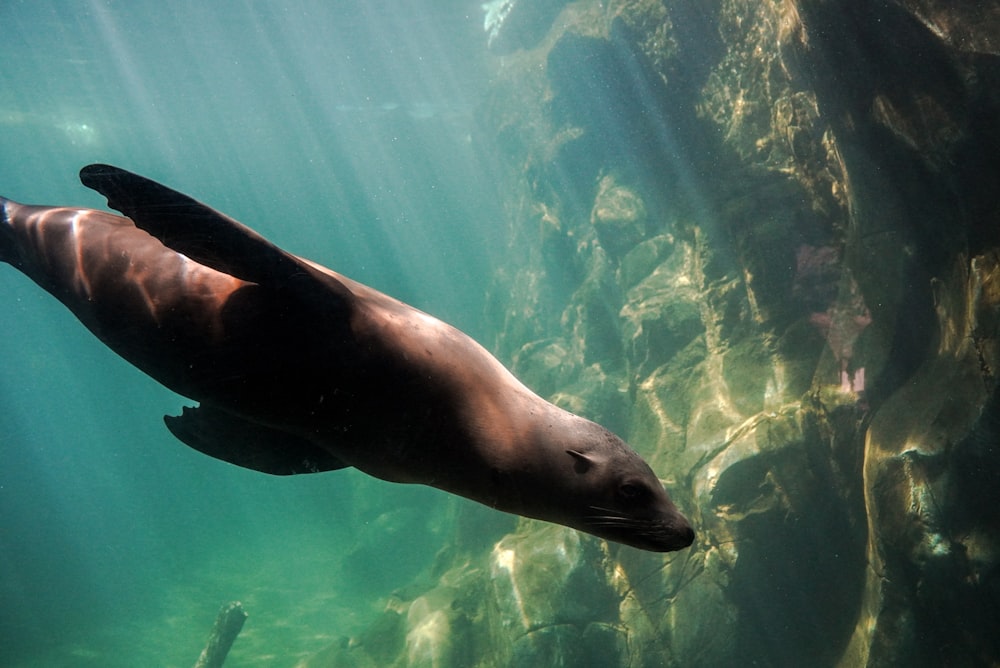 black seal in water during daytime