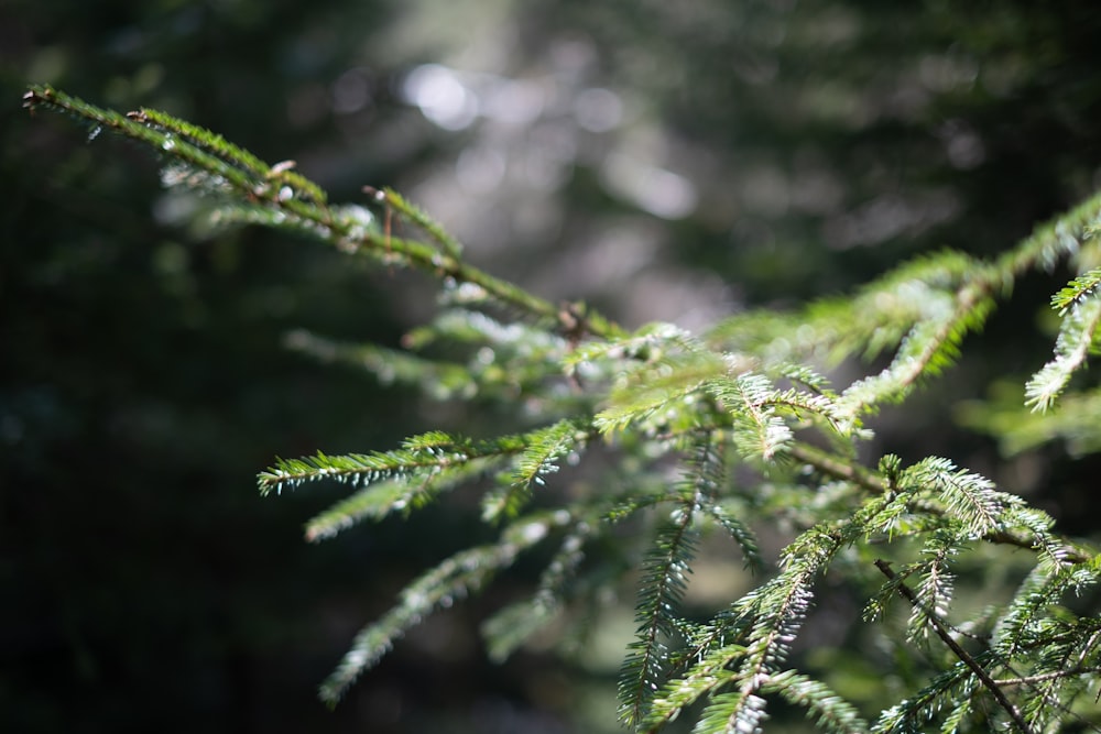 green leaf plant in close up photography