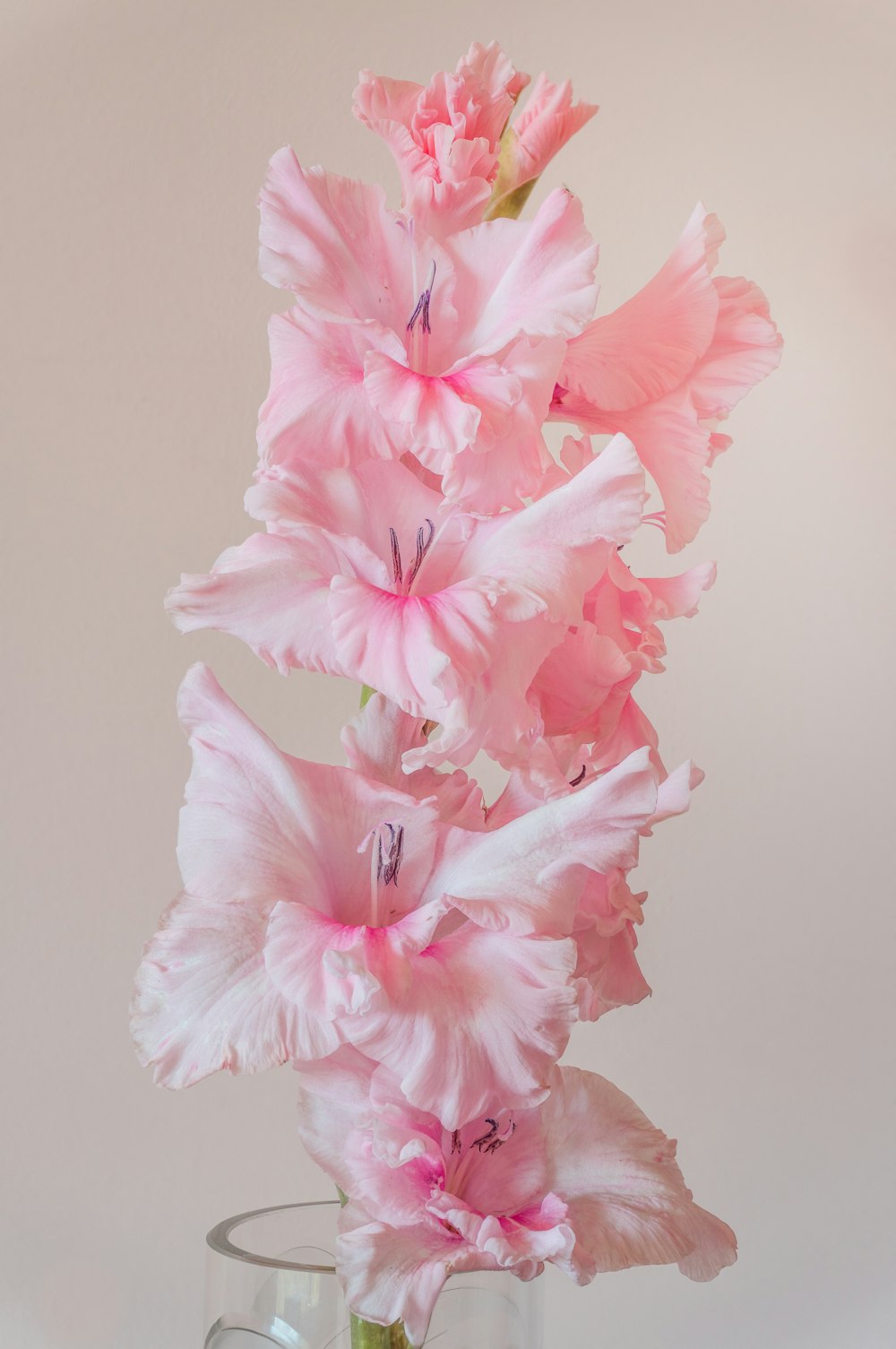 hibiscus rose en fleur photo en gros plan