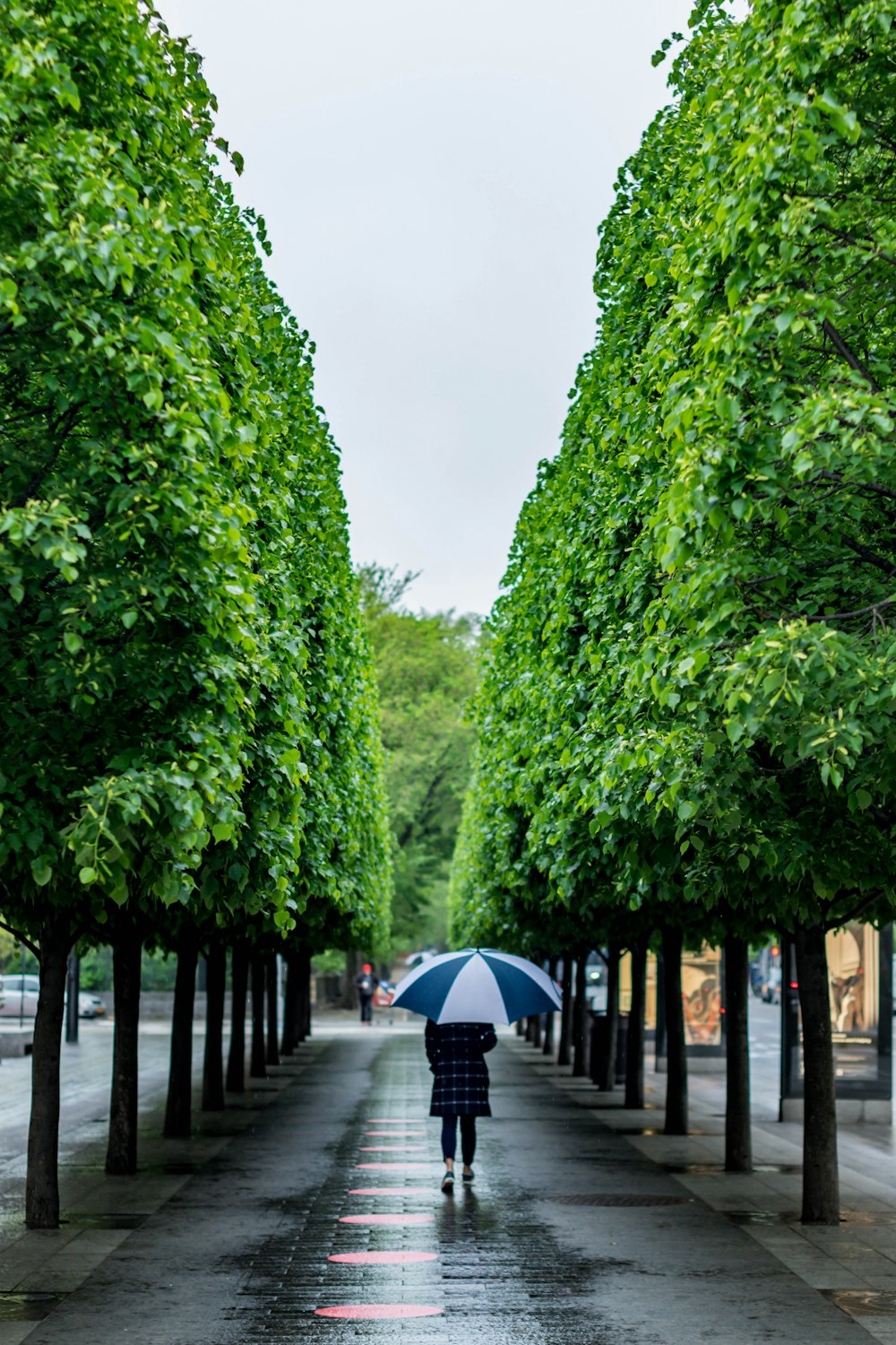 people walking on pathway between green trees during daytime