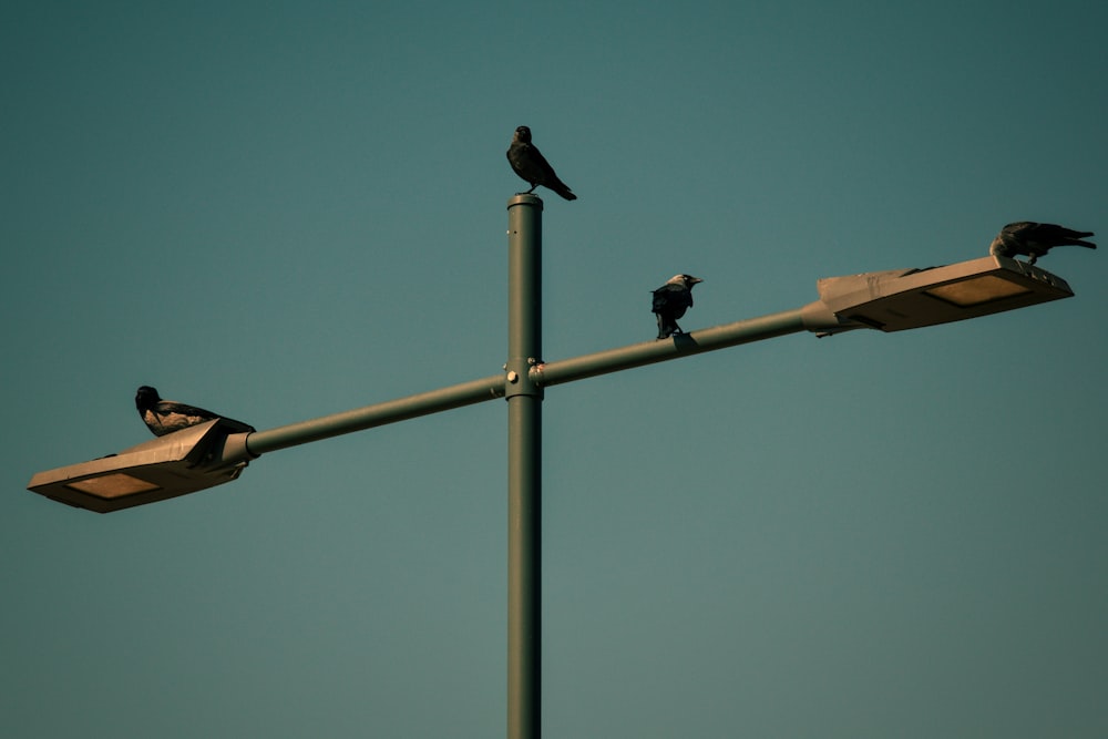 black bird on black metal post during daytime
