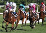 A group of jockeys riding racehorses is captured in action during a horse race. The horses are galloping on a grassy track, and each jockey is dressed in brightly colored racing silks, including pink, white, and blue. The intensity of the race is evident as the jockeys lean forward, urging their horses onward.