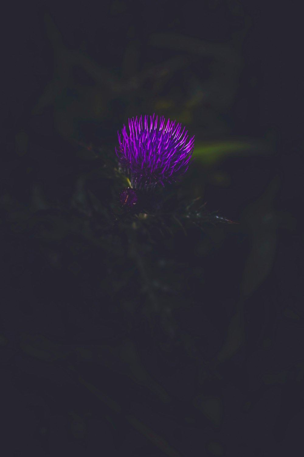 purple flower in black background