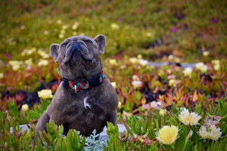 A gentle senior dog resting peacefully in a sunny garden surrounded by soft yellow and green foliage.