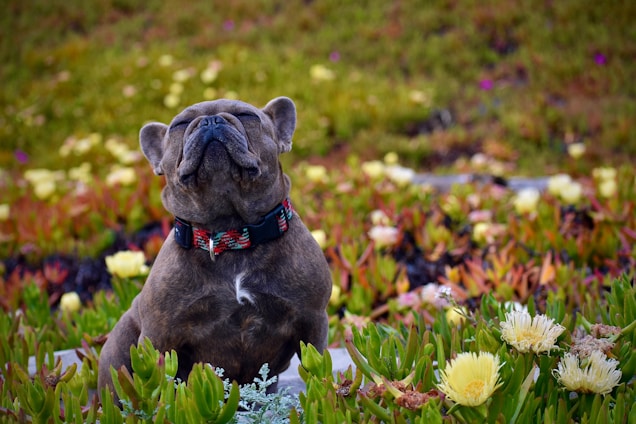 A gentle senior dog resting peacefully in a sunny garden surrounded by soft yellow and green foliage.