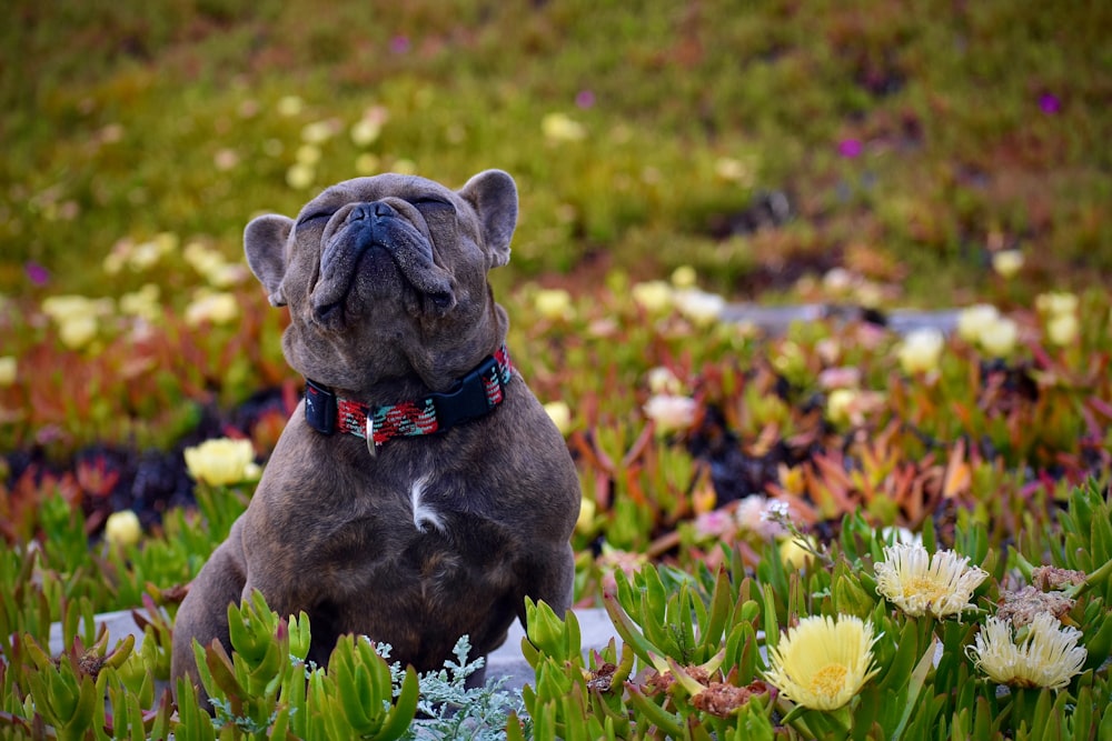 brown short coated dog on green grass field during daytime