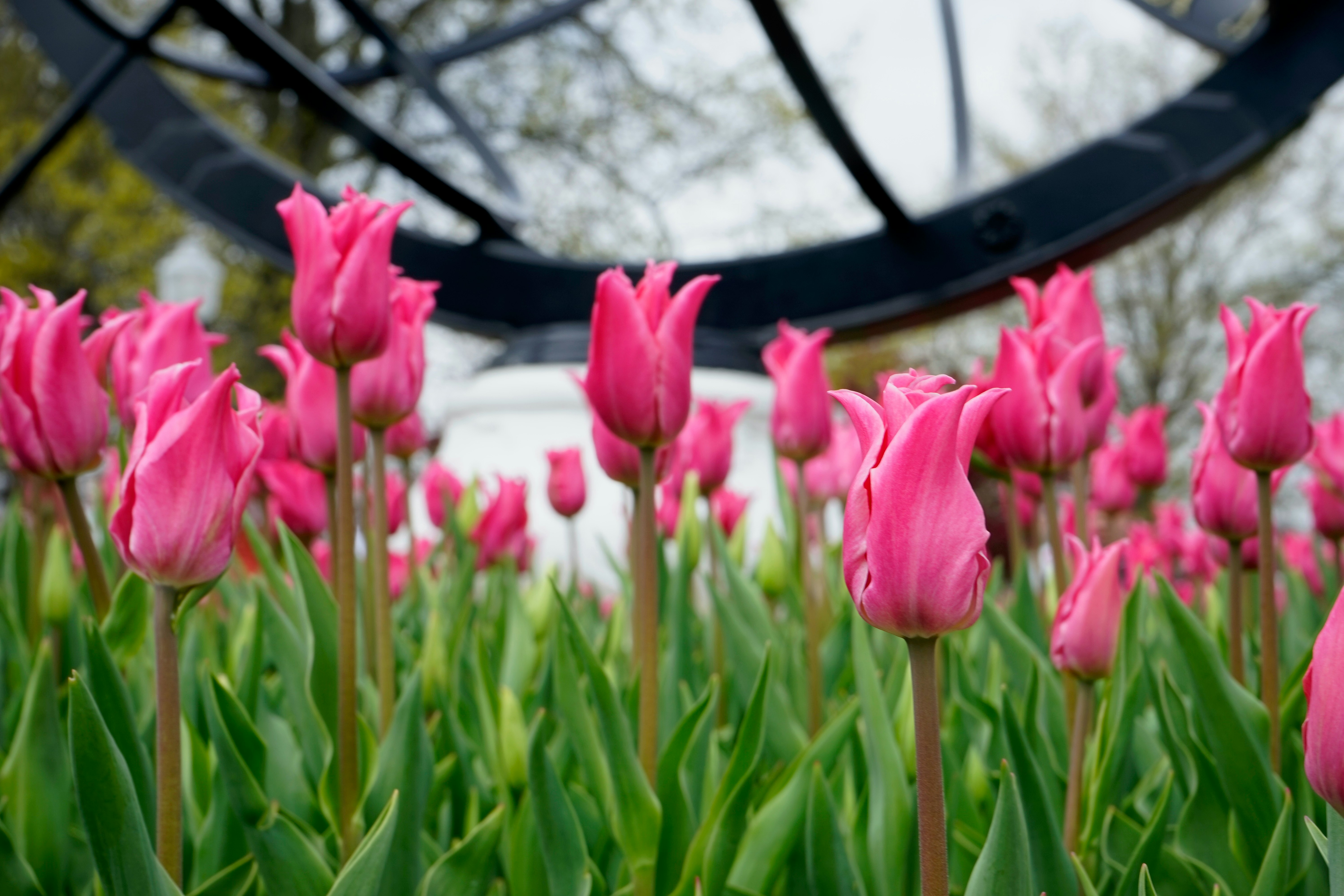 pink flowers on green grass field