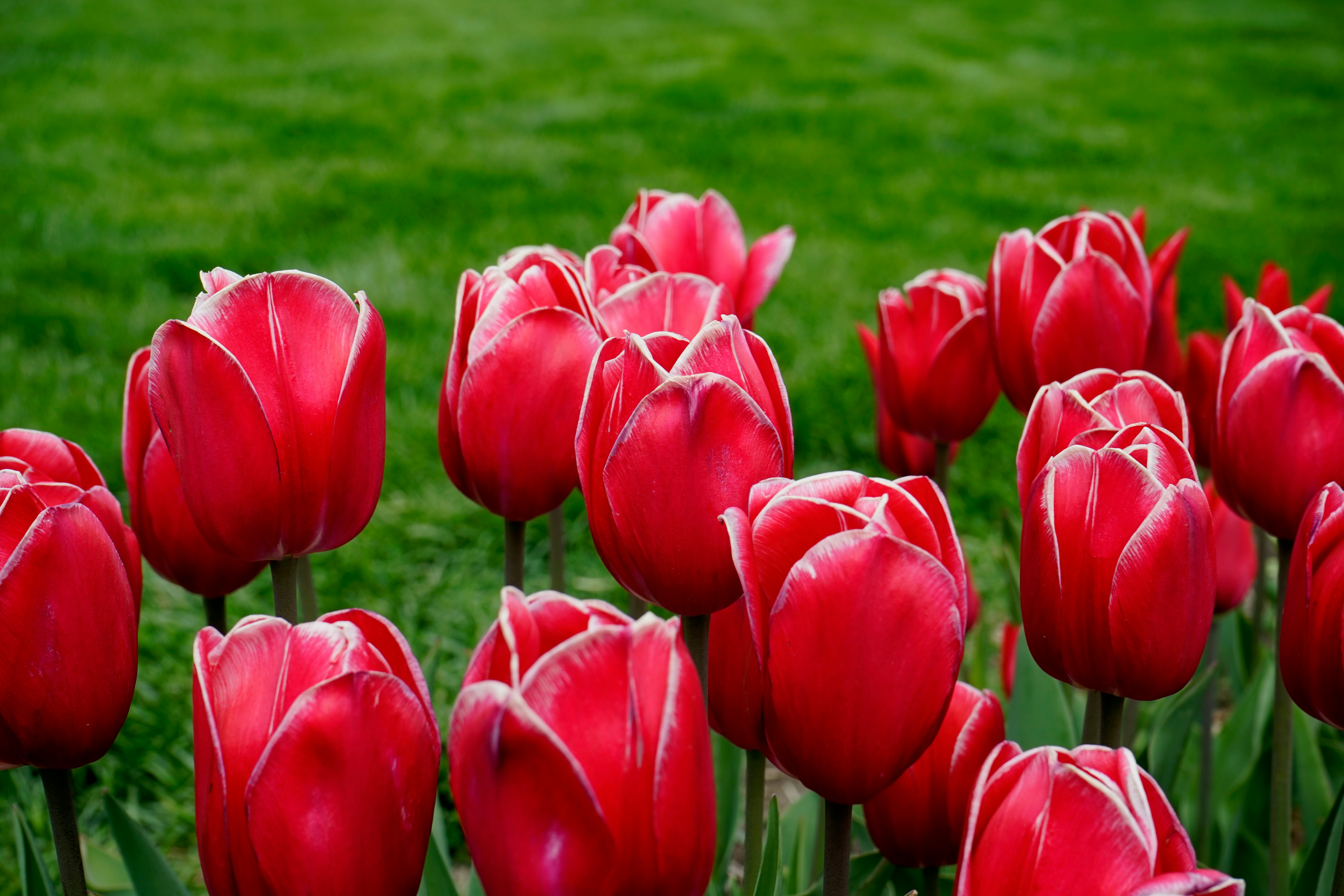 red tulips in green grass field during daytime