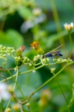 A close-up of a small, dark insect perched on a green plant, surrounded by lush foliage and small white flowers with yellow centers. The delicate wings of the insect are visible as it rests on the stem.