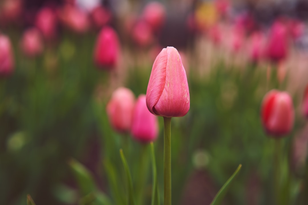 pink tulips in bloom during daytime