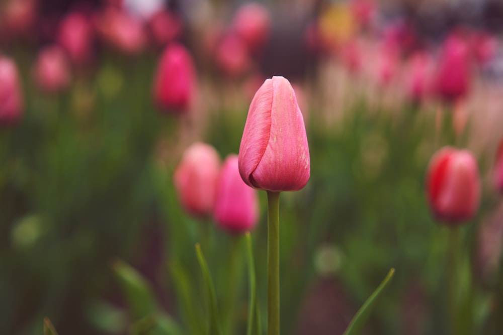 pink tulips in bloom during daytime