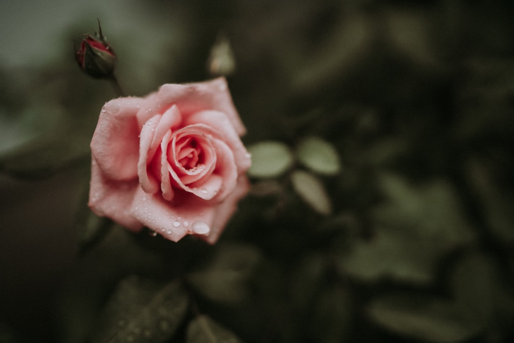 pink rose in bloom during daytime