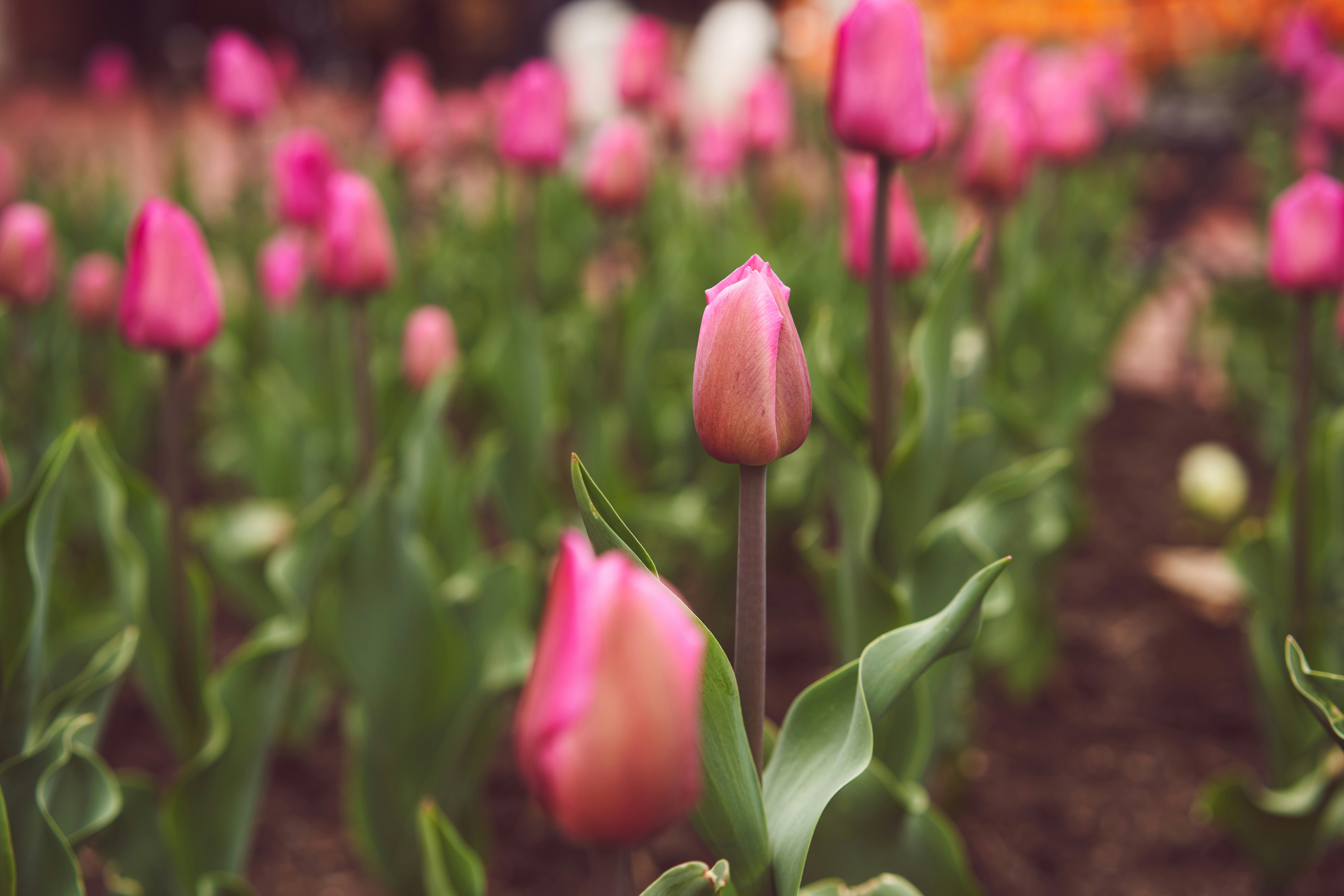pink tulips in bloom during daytime