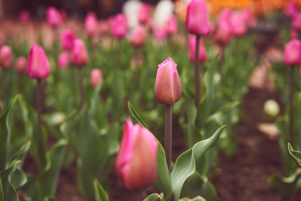 pink tulips in bloom during daytime