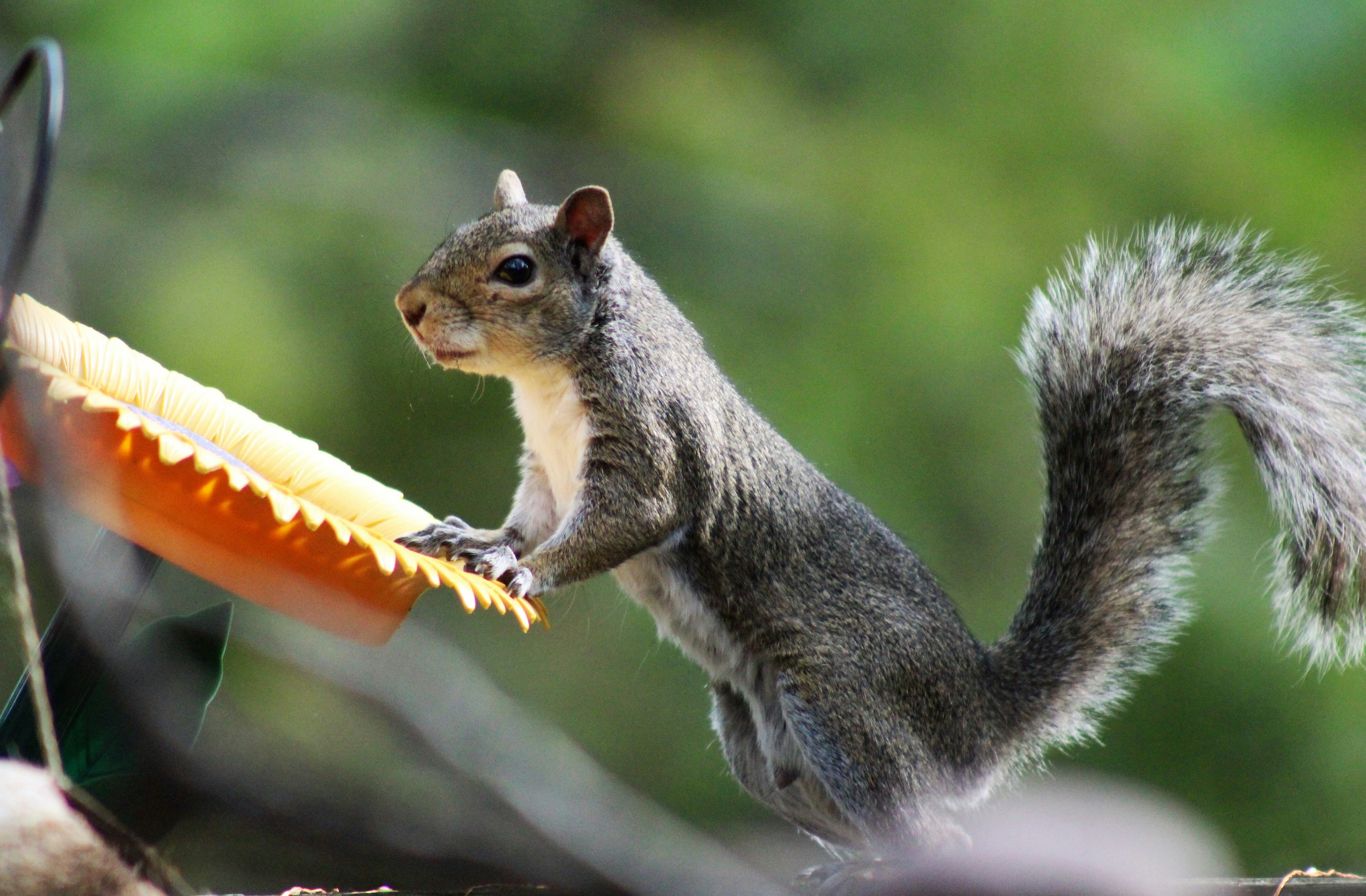 Photo by arkansas007