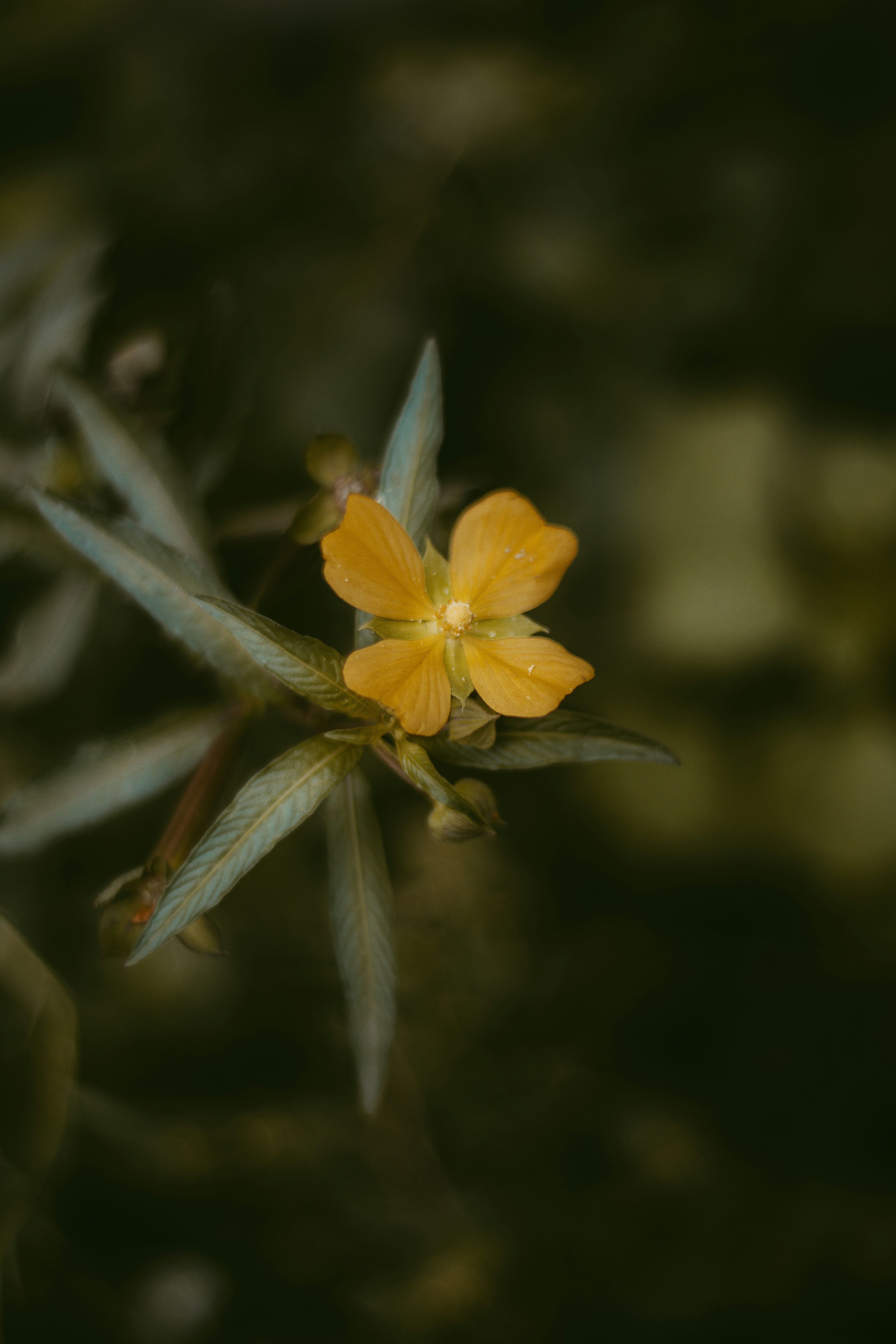 Photo by atlonglastcz